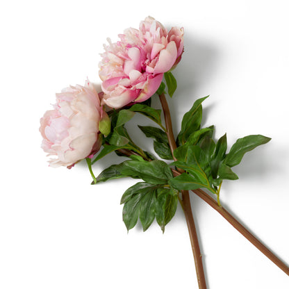 Eichholtz of Peonies Bouquet, Pink Tones Real Touch 48 Pcs/2 Varieties (119278)