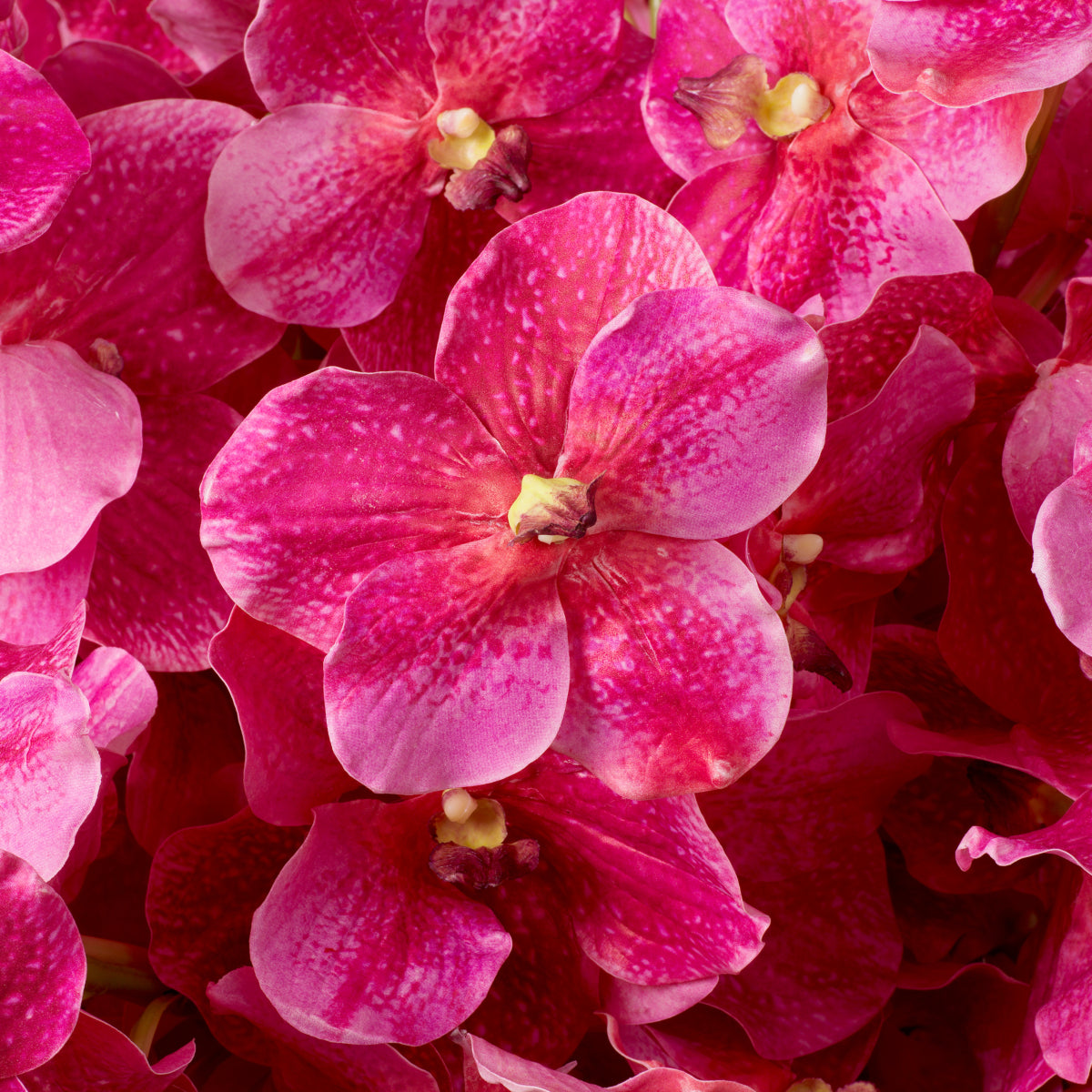 Eichholtz of Vanda Orchids Bouquet, Pink Real Touch 24 Pcs (119284)