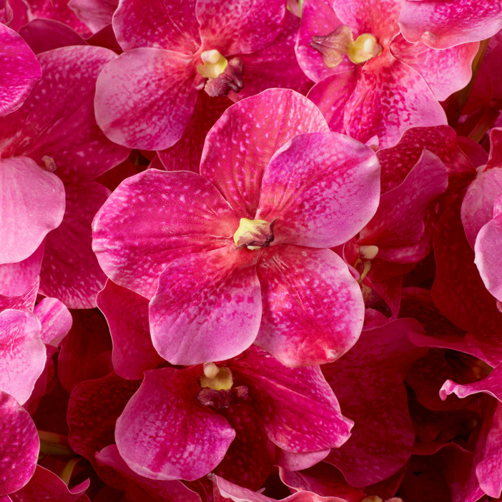 Eichholtz of Vanda Orchids Bouquet, Pink Real Touch 24 Pcs (119284)