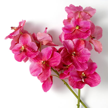Eichholtz of Vanda Orchids Bouquet, Pink Real Touch 24 Pcs (119284)