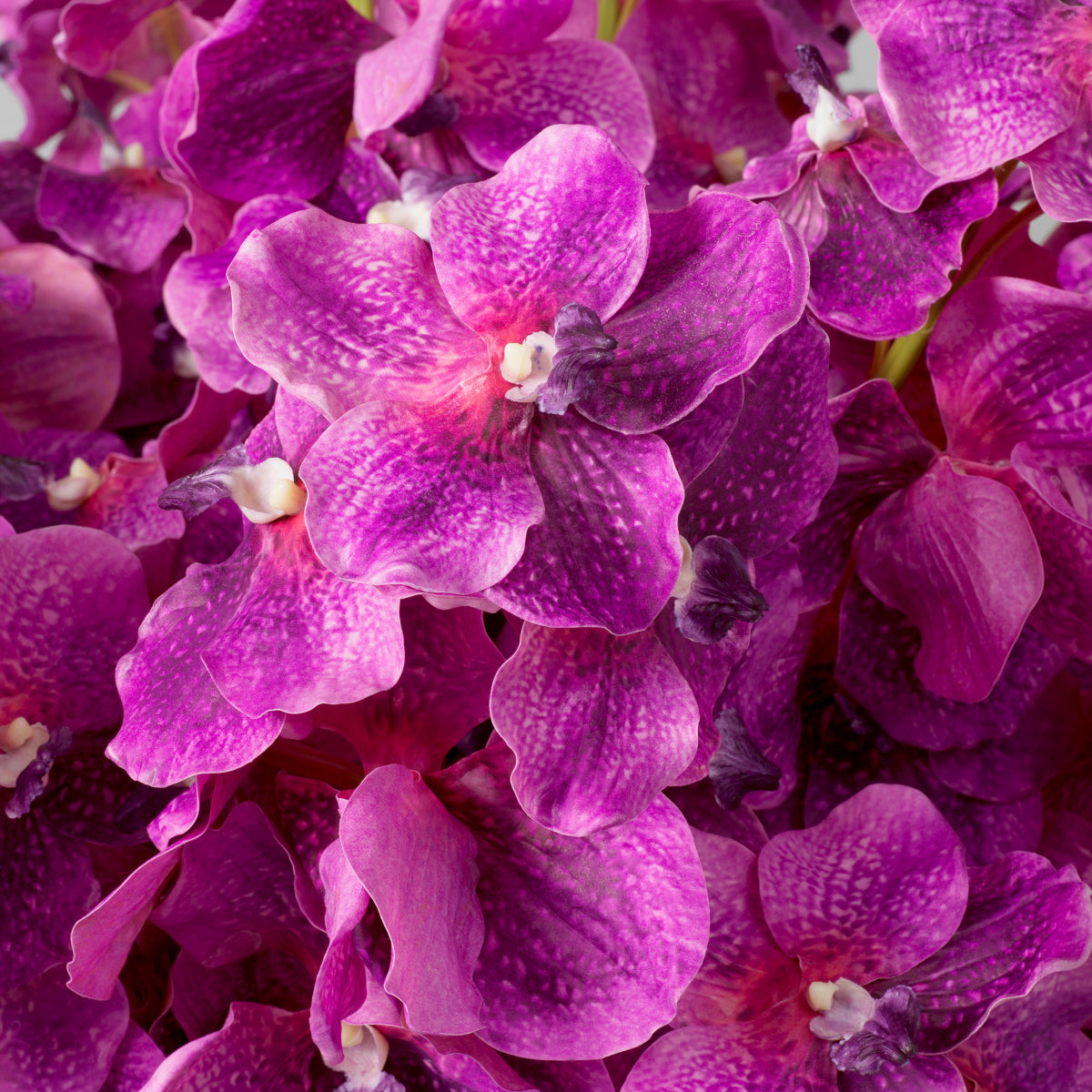 Eichholtz of Vanda Orchids Bouquet, Fuchsia Real Touch 24 Pcs (119285)