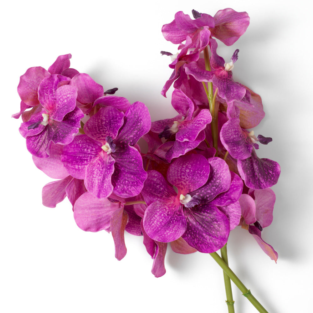 Eichholtz of Vanda Orchids Bouquet, Fuchsia Real Touch 24 Pcs (119285)