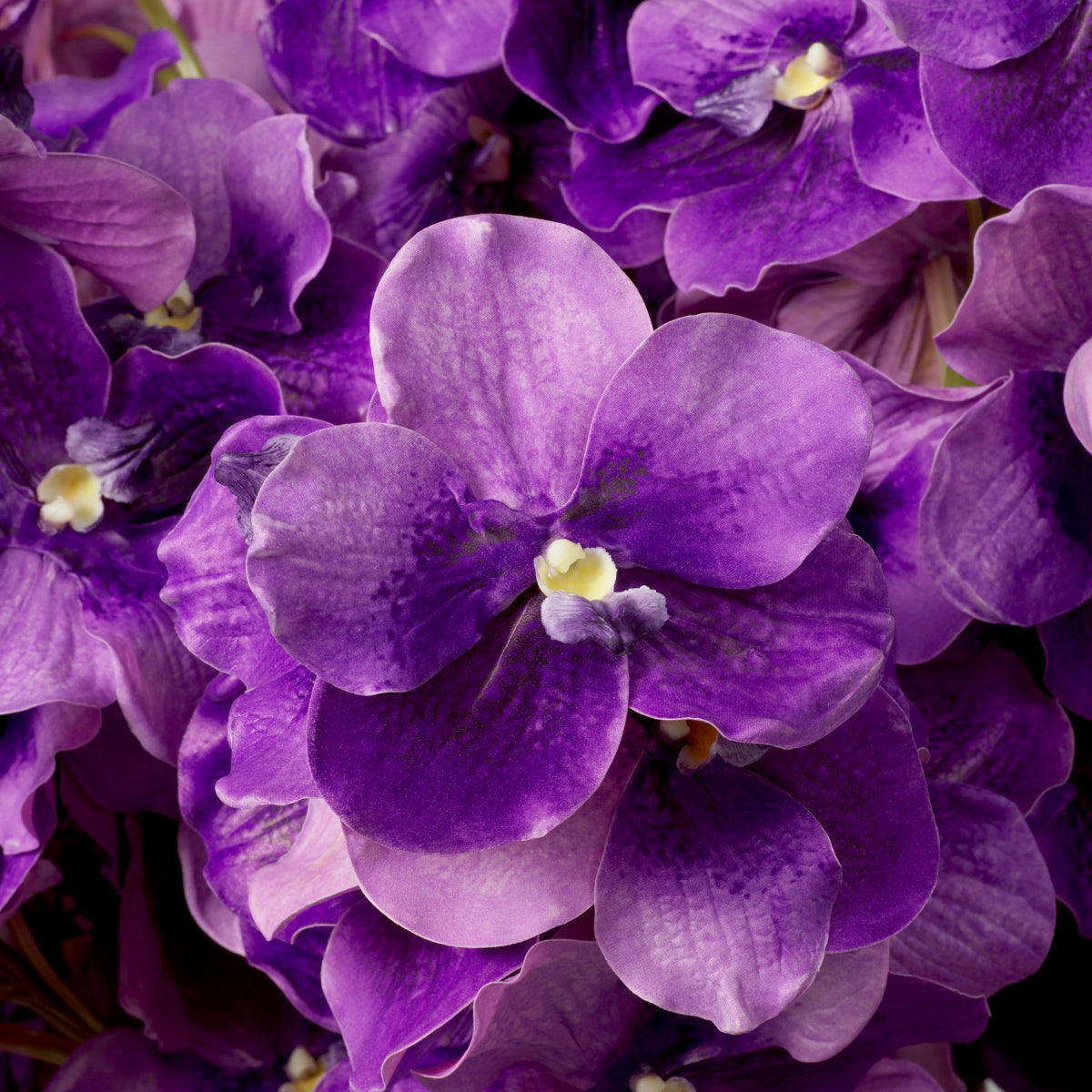Eichholtz of Vanda Orchids Bouquet, Purple Real Touch 24 Pcs (119286)