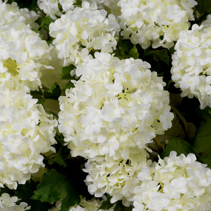Eichholtz of Hydrangeas Bouquet, Snowball White Real Touch 36 Pcs (119290)