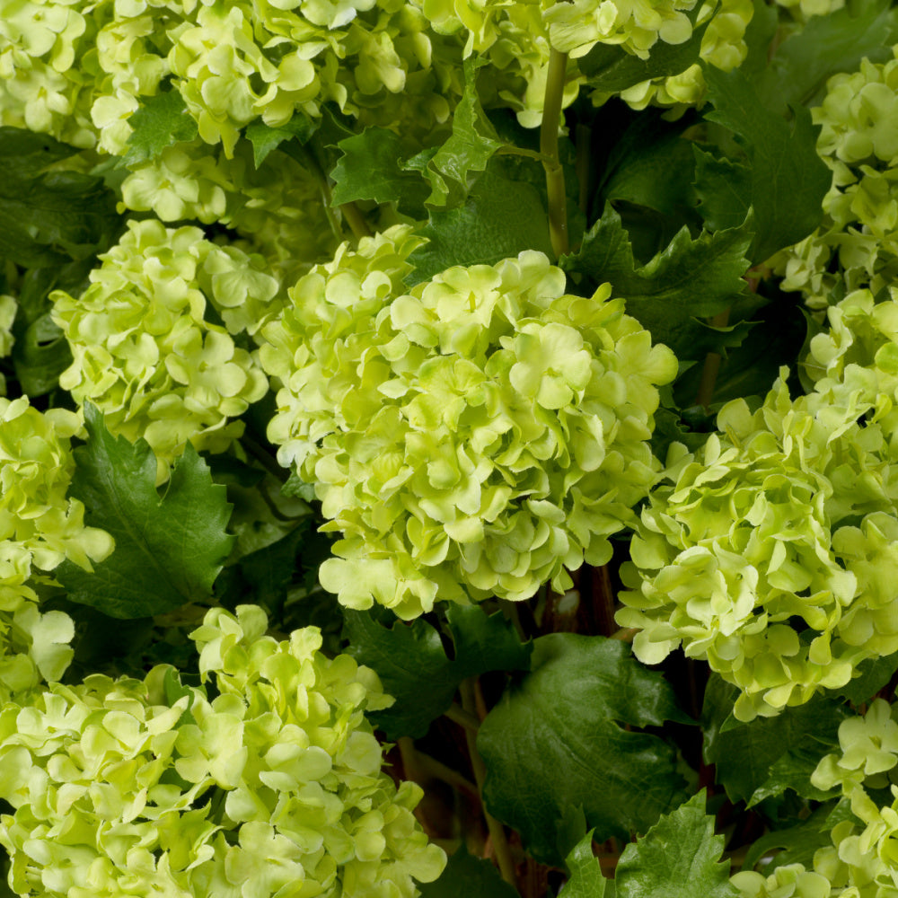 Eichholtz of Hydrangeas Bouquet, Snowball Green Real Touch 36 Pcs (119294)