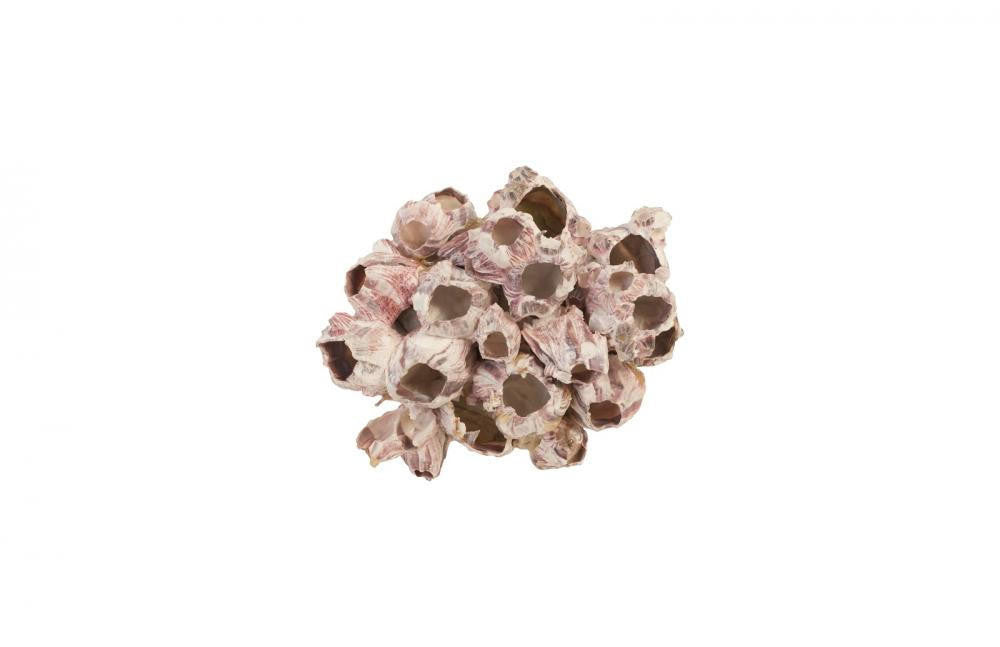 Phillips Collection Barnacle Wall Sculpture, Medium, Purple, 6"W (PH97076 YV0J07T34E)