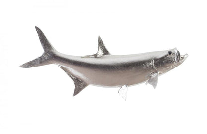 Phillips Collection Fish Wall Sculpture, Tarpon, Silver Leaf, 36"W (PH66834 YV0J07W6RF)