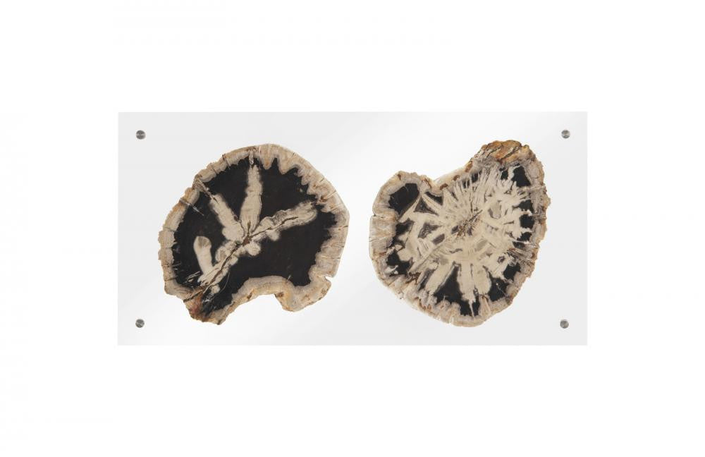 Phillips Collection Floating Petrified Double Slice Wall Art Wood