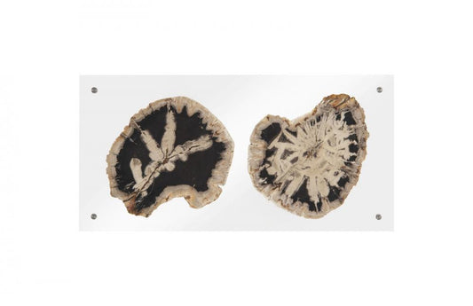 Phillips Collection Floating Petrified Double Slice Wall Art Wood