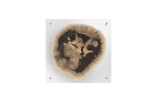 Phillips Collection Floating Petrified Slice Wall Art Wood