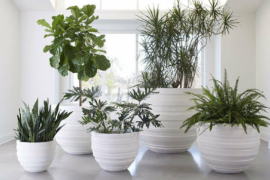Phillips Collection June Wide Medium Planter White