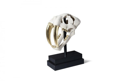 Phillips Collection Saber Tooth Tiger Skull Sculpture, Off-White, Gold Leaf, Black Base, 20"H (PH56706 YV0J07W4U9)